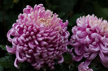 IMGP7056.jpg