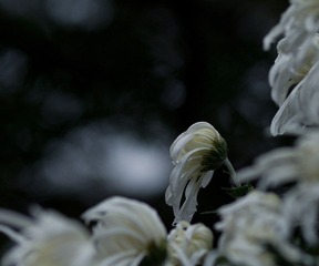 IMGP7079.jpg