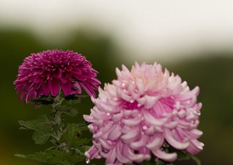 IMGP7085.jpg