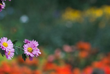 IMGP7124.jpg
