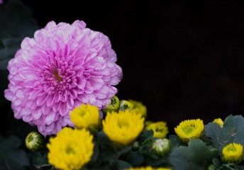 IMGP7146.jpg