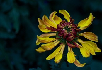 IMGP7312.jpg