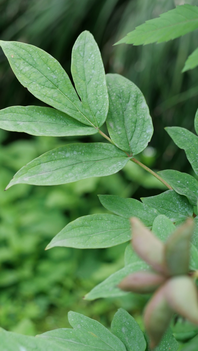 牡丹娘娘心里住着一个派大星牡丹花后海星果实