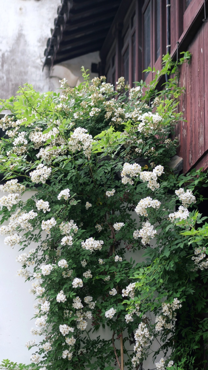 白蔷薇粉蔷薇开