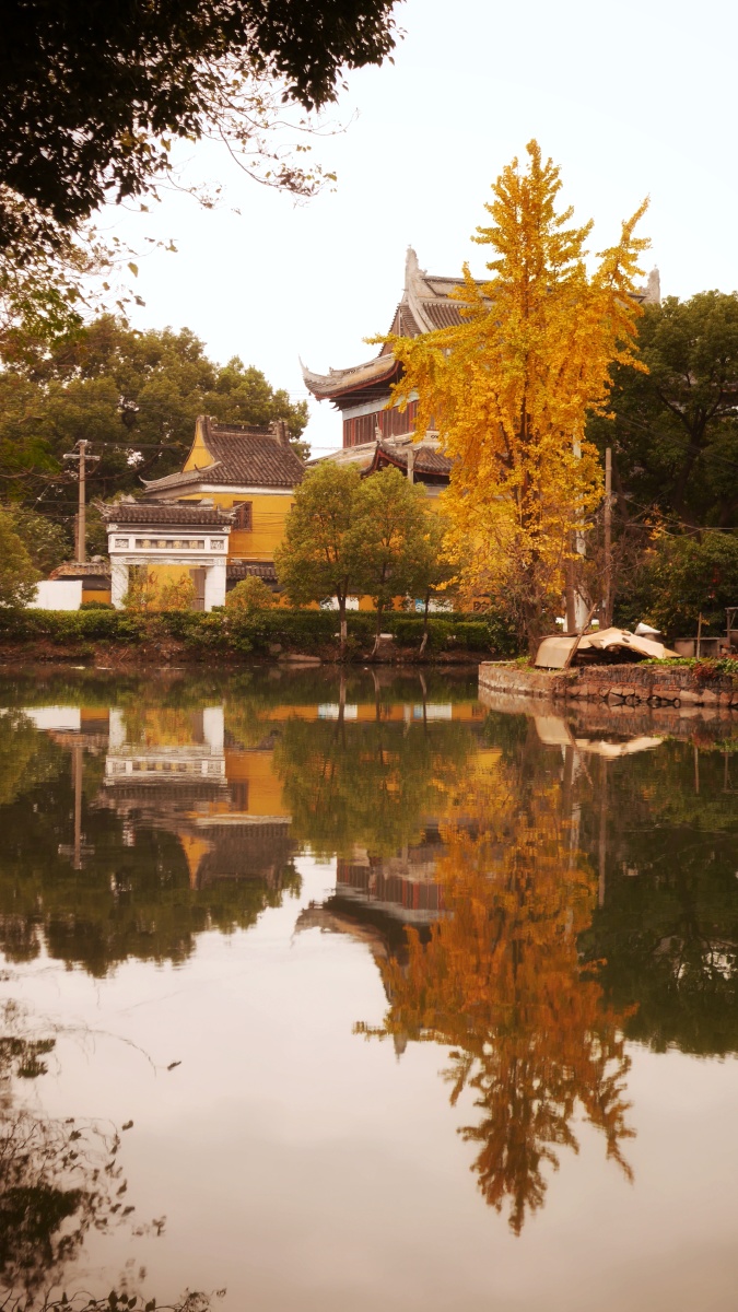 苏州61太平老街61太平禅寺落叶是秋冬的诗歌这棵相传南宋开封府