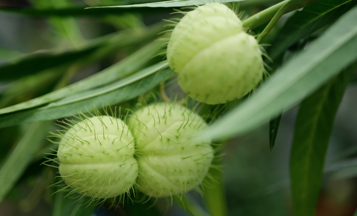 植物---唐棉气球果花朵像兰花,果实像膨胀的气球,表面毛刺却一点也不