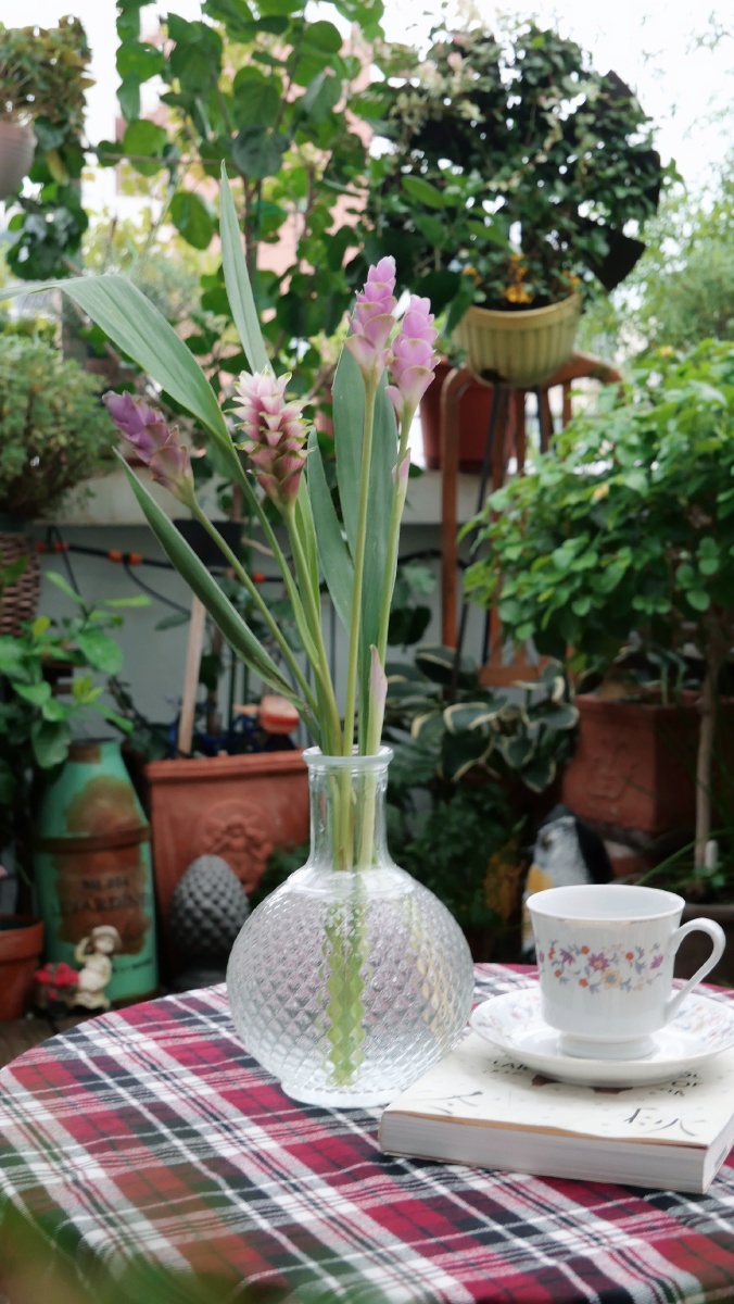 自己种花的日常 - ๑毓ॐ๑