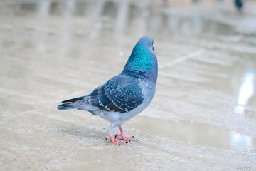 144921