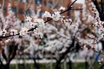 学校一角的花