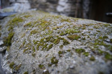 苔藓