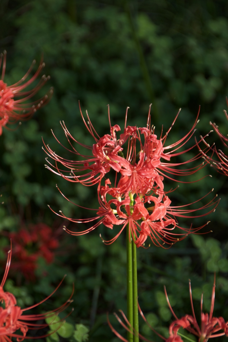 彼岸花开花开彼岸花开无叶叶生无花花叶生生相惜永世不见