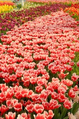 F7EE8BD3-9A8B-4000-8AA5-2D63BD30475B/L0/001