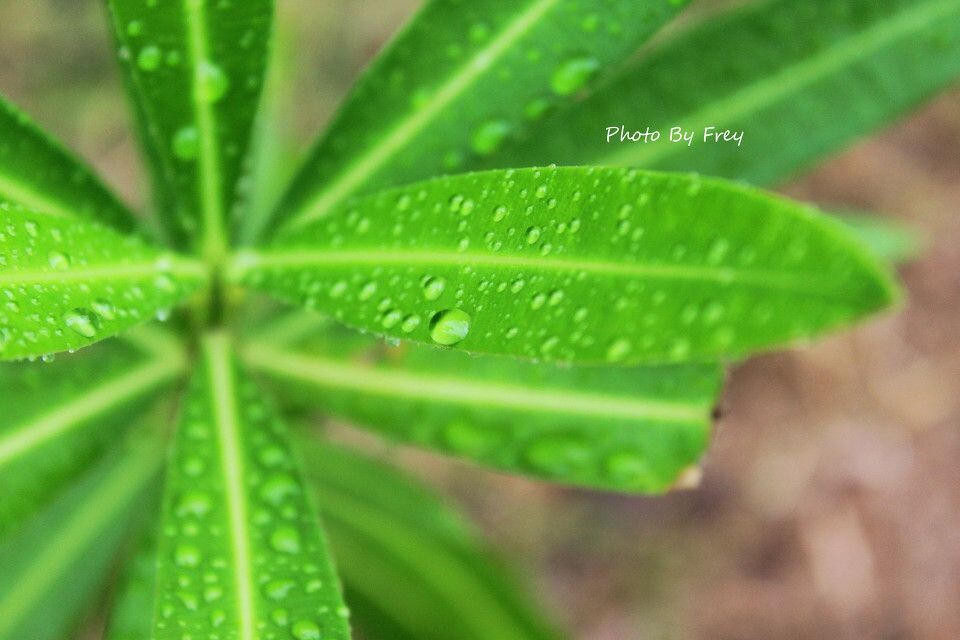绿叶<br />
下过雨的叶子，很奇妙的结构，就拍了