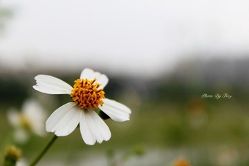 路人花
