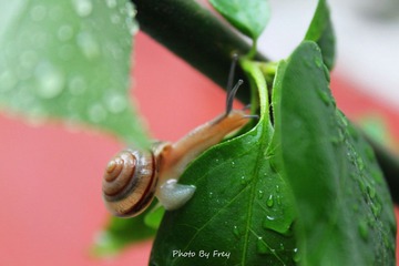 蜗牛