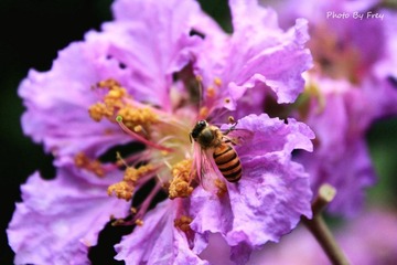 蜂