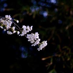 703E8B5C-B0FB-4764-80E5-D86F1D016147/L0/001