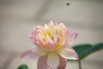 IMG_7181_