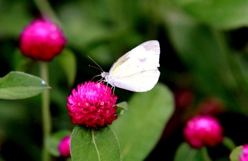 IMG_7334__
