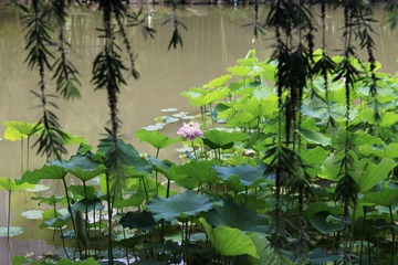 IMG_6895_
