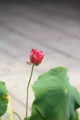 IMG_7176___