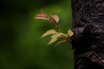 IMG_4138_
