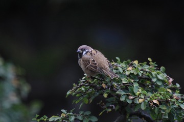 IMG_7917_