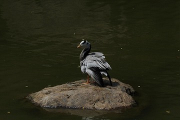 IMG_0562_