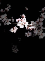 94D1D1DC-616D-495C-8574-5298298D9471/L0/001