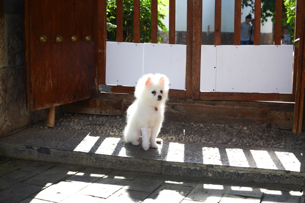 我们回到丽江古城的丽江之心客栈。老板老刘家爱犬就蹲在门口。眼里满是泪。被玩坏了的一条腿。眼泪都要出来了。