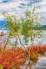 泸沽湖边一棵树