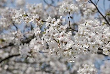 _DSC0003.JPG