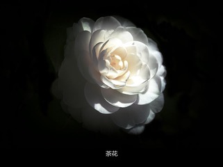 _DSC0278_副本.jpg