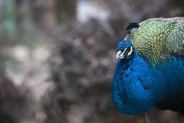 _DSC0432
