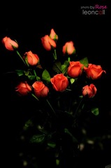rose门