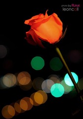50 1.4G & Rose