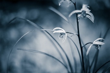 我从山中来