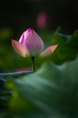 众里寻他千百度