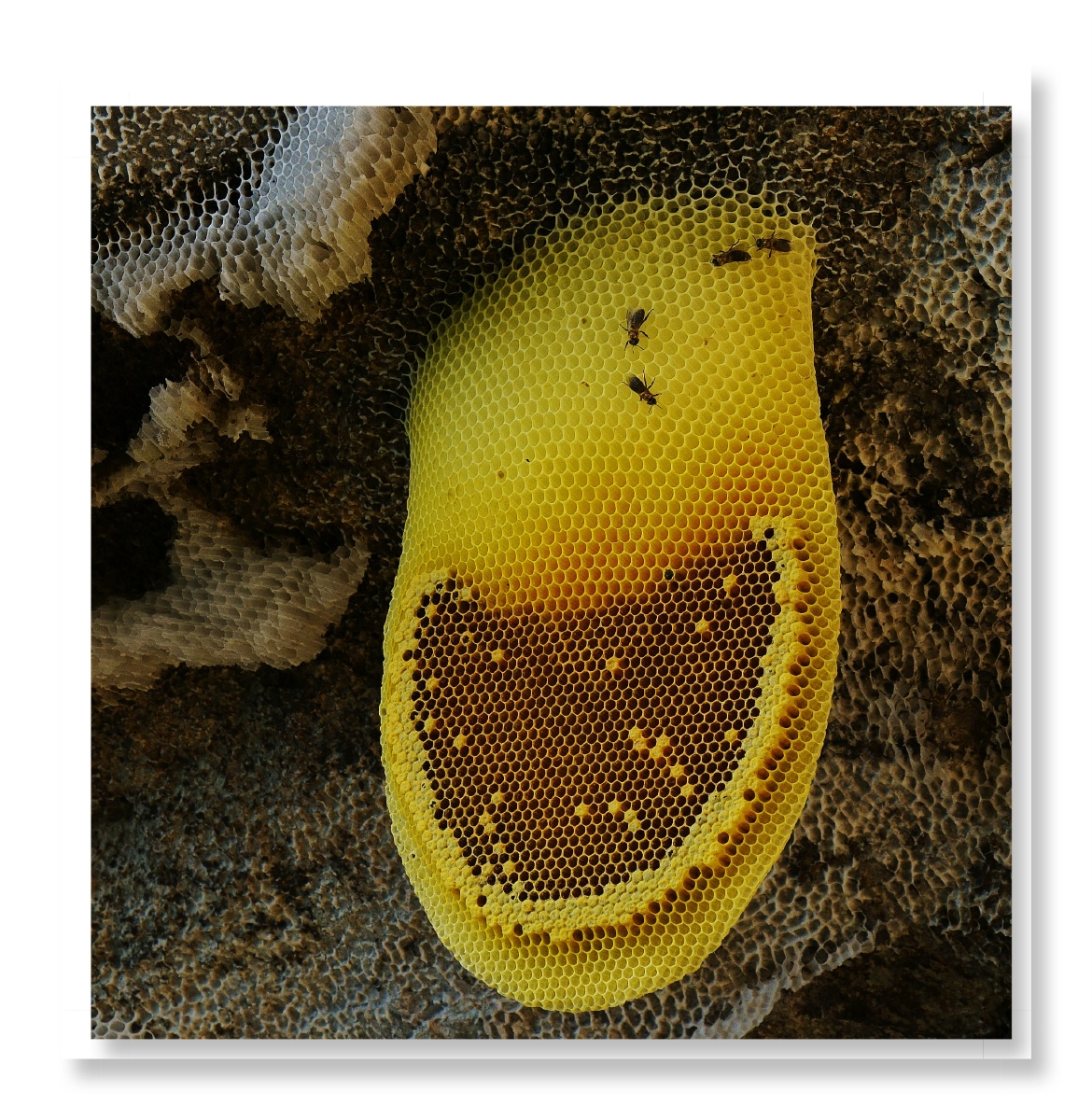 悬崖峭壁上的崖蜂刚刚离开,露出一个开怀大笑的"笑脸"