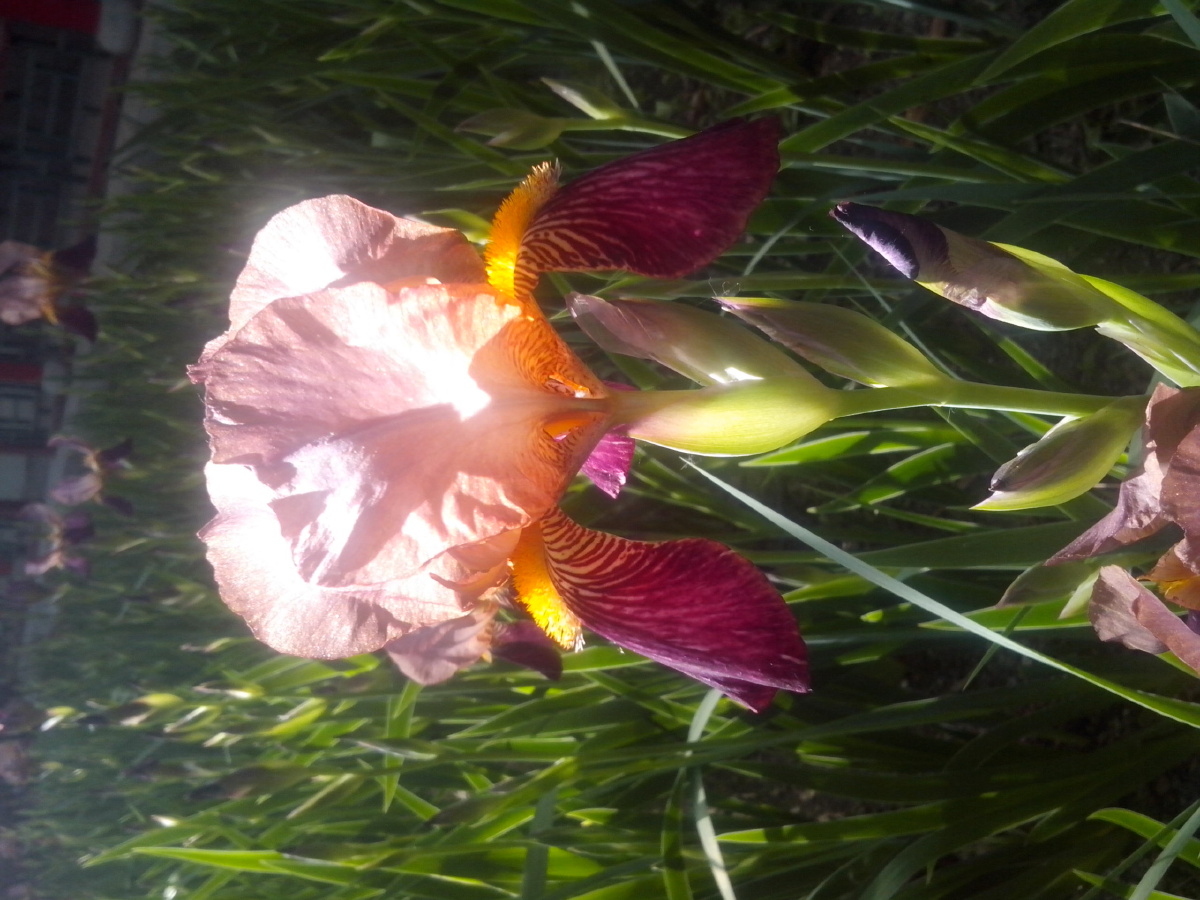 傲然挺立的鸳尾花