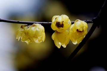 _DSC5325