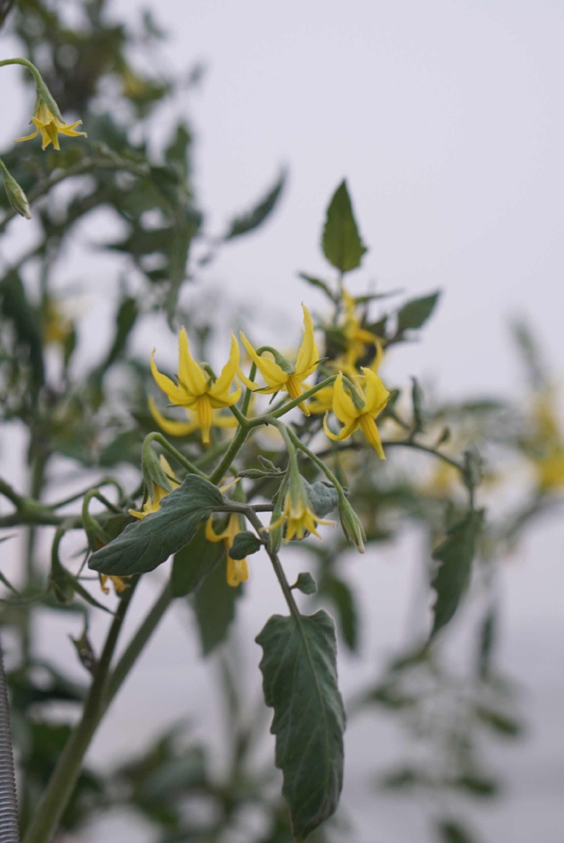 楼顶的小番茄开花结果啦