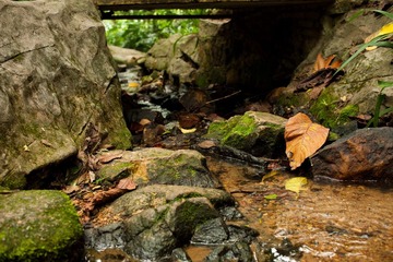 brook