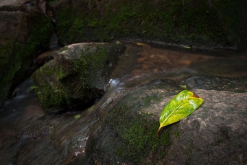 leaf2