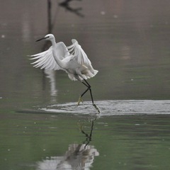 DSC_0061.jpg