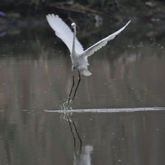 DSC_0098.jpg