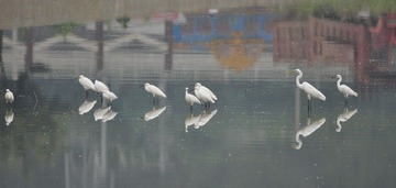 DSC_0603.jpg