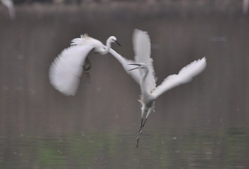 DSC_1253.jpg