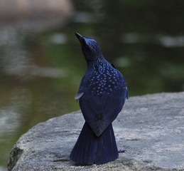 DSC_1236.jpg