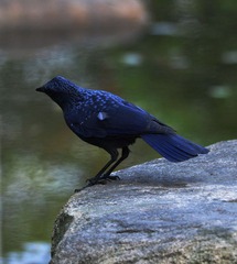 DSC_1239.jpg